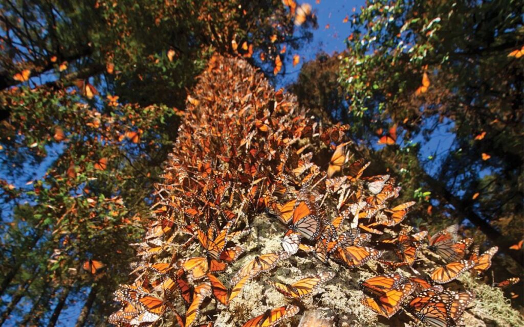 michoacan mariposa monarca